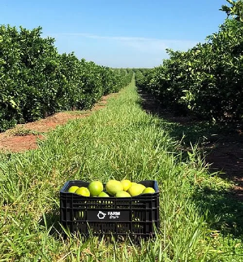 Fazenda Jamaica - cultivo de laranjas